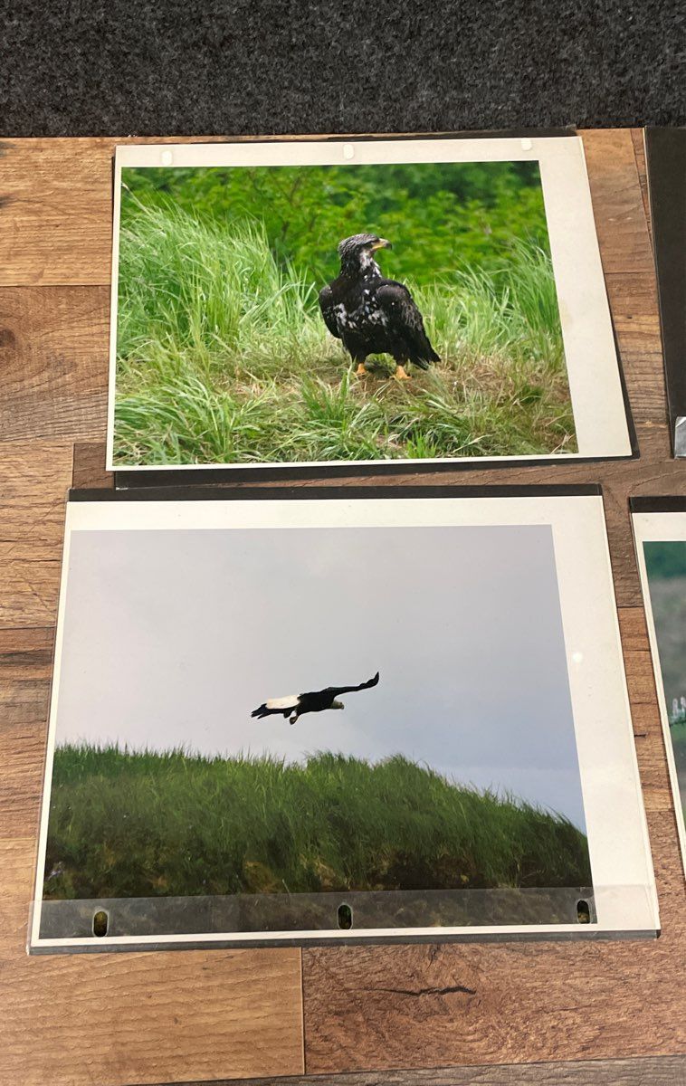 Lot of Vintage Eagle Art Prints & Photos Wildlife Signed Gene Chatlos 12x16