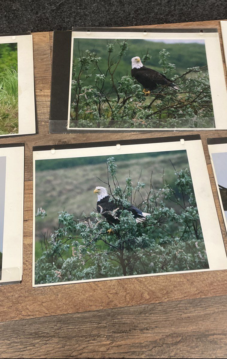 Lot of Vintage Eagle Art Prints & Photos Wildlife Signed Gene Chatlos 12x16