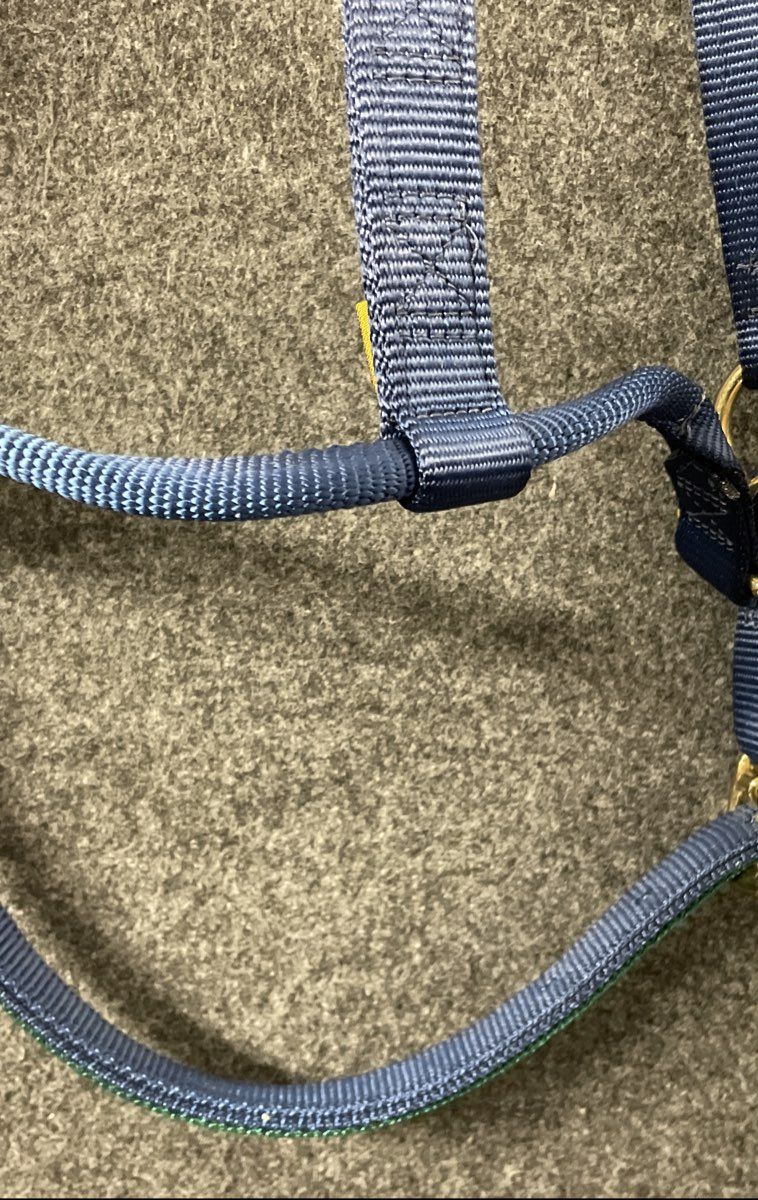 Triple E Horse Halter Blue Green Nylon Brass Hardware Personalized "ELLA"