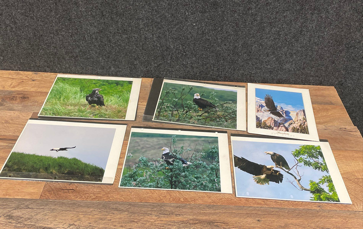 Lot of Vintage Eagle Art Prints & Photos Wildlife Signed Gene Chatlos 12x16