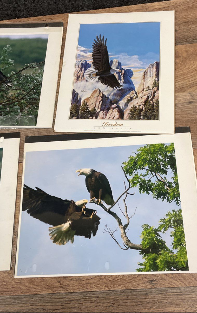 Lot of Vintage Eagle Art Prints & Photos Wildlife Signed Gene Chatlos 12x16